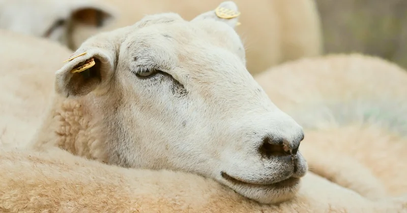 Une journée type dans une ferme pédagogique